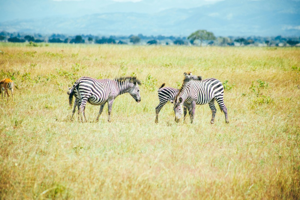 Zanzibar: Safari Day trip from Zanzibar to Mikumi | ®ExcursionMania