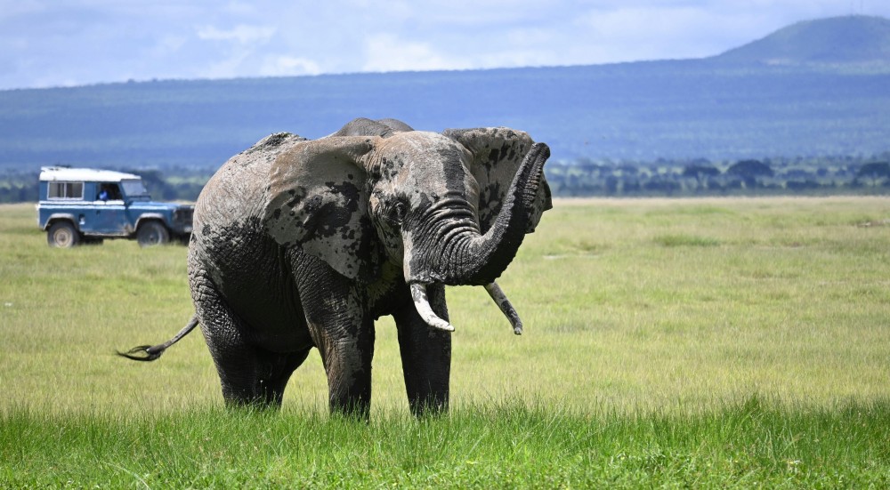 Zanzibar: Safari Day trip from Zanzibar to Mikumi | ®ExcursionMania