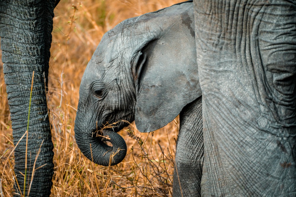 Zanzibar: Safari Day trip from Zanzibar to Mikumi | ®ExcursionMania