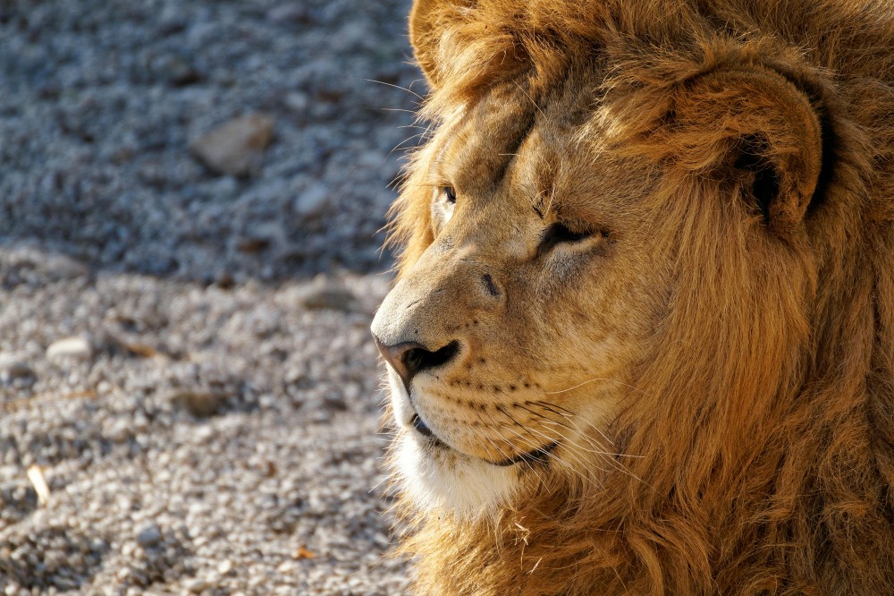 Zanzibar: Safari Day trip from Zanzibar to Mikumi | ®ExcursionMania