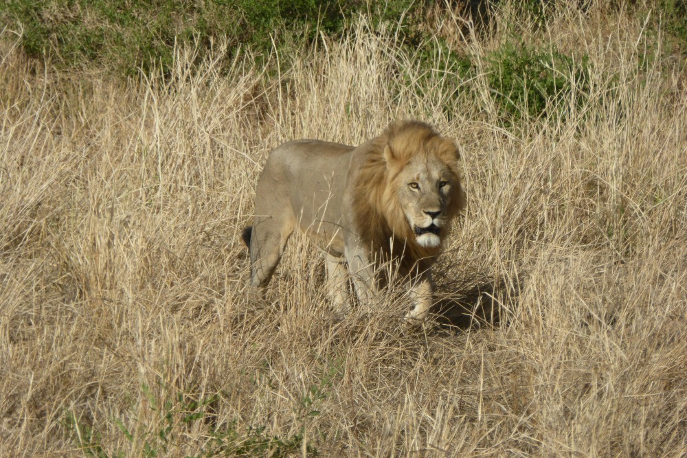 Zanzibar: Safari Day trip from Zanzibar to Mikumi | ®ExcursionMania