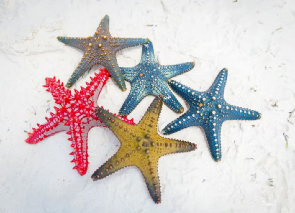 Zanzibar: Snorkeling at blue lagoon & Star fish tour | ®ExcursionMania