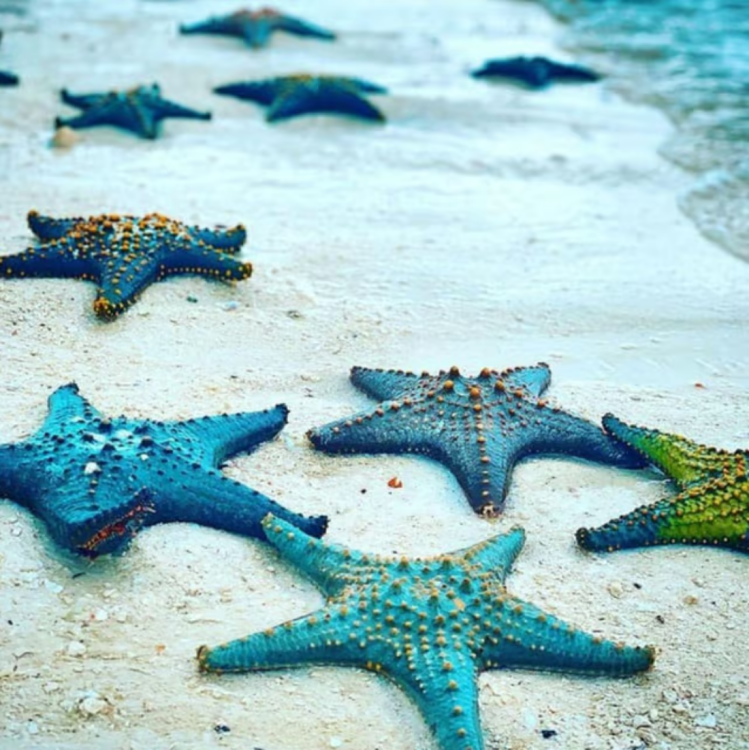 Zanzibar: Snorkeling at blue lagoon & Star fish tour | ®ExcursionMania