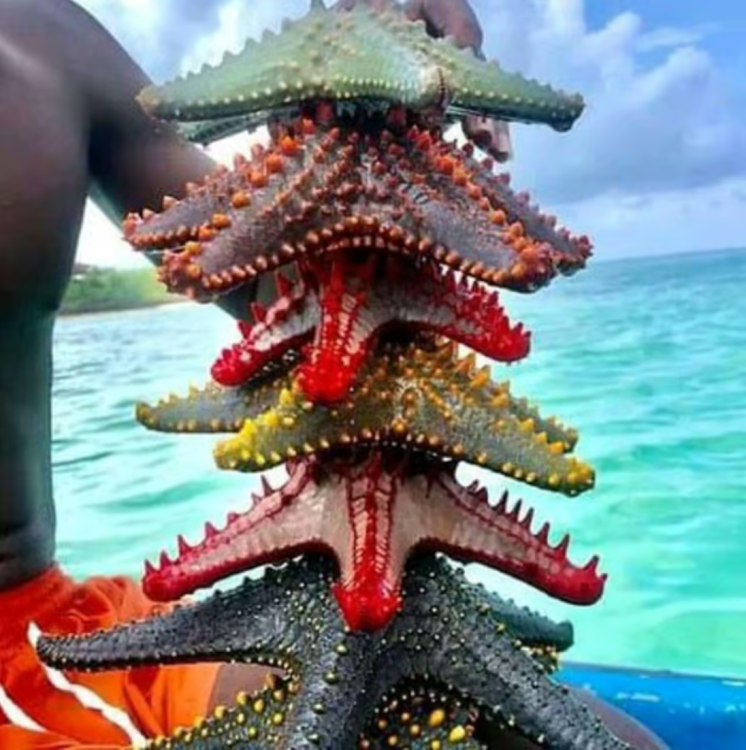 Zanzibar: Snorkeling at blue lagoon & Star fish tour | ®ExcursionMania