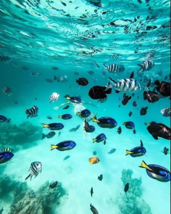 Zanzibar: Snorkeling at blue lagoon & Star fish tour | ®ExcursionMania