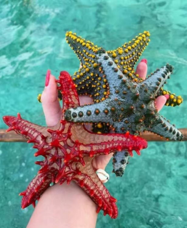 Zanzibar: Snorkeling at blue lagoon & Star fish tour | ®ExcursionMania