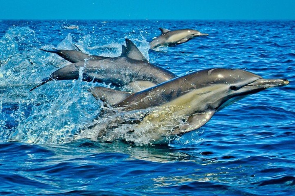 Dolphin Tour, Ngonga Cave, Monkeys, Paje Beach, The Rock | ®ExcursionMania