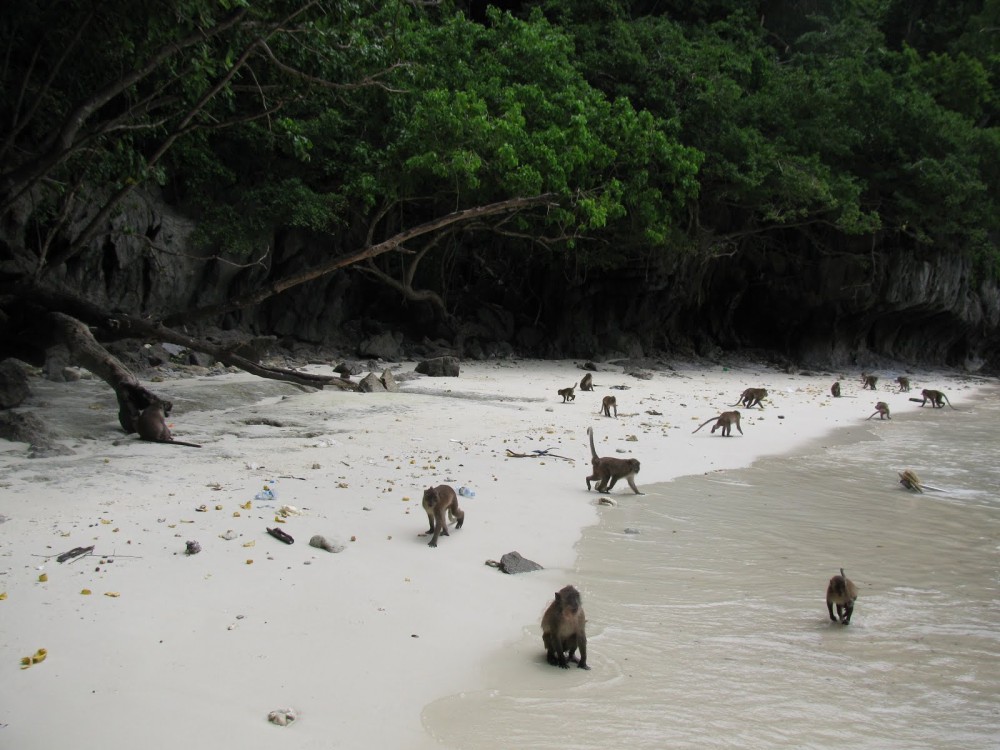 Dolphin Tour, Ngonga Cave, Monkeys, Paje Beach, The Rock | ®ExcursionMania