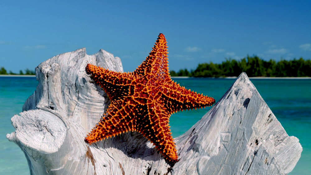 Kuza Cave, Blue Lagoon, Starfish, The Rock, Horseback Riding | ®ExcursionMania