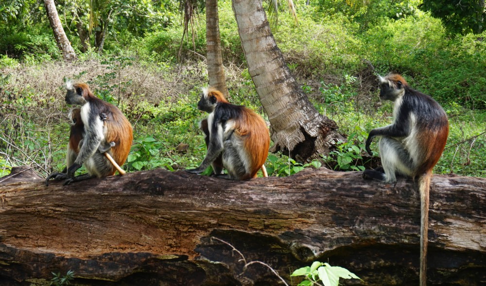 The Rock Restaurant, Jozani Forest, Horseback Riding | ®ExcursionMania