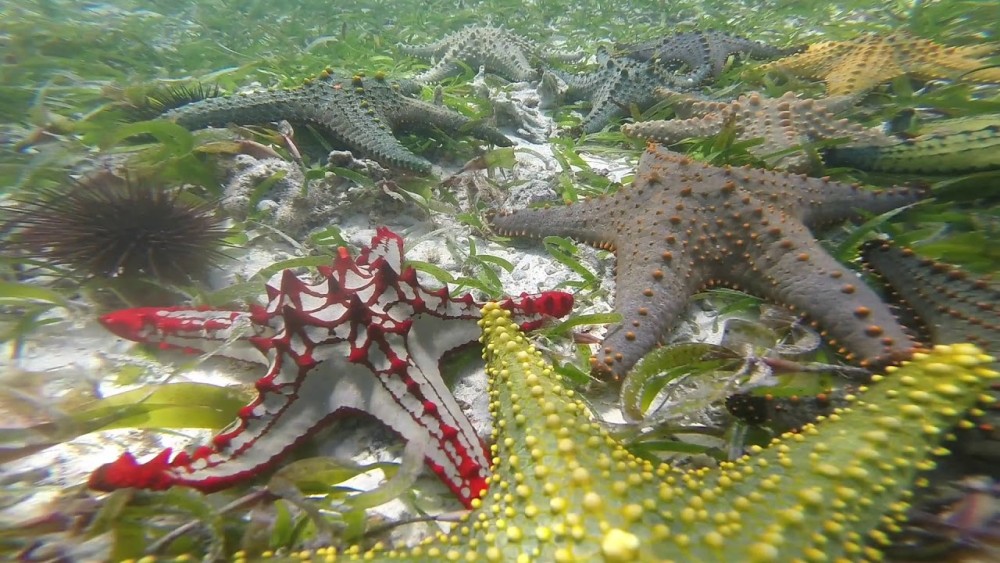 Blue Lagoon, Starfish Tour, The Rock, Paje Beach, Jozani | ®ExcursionMania