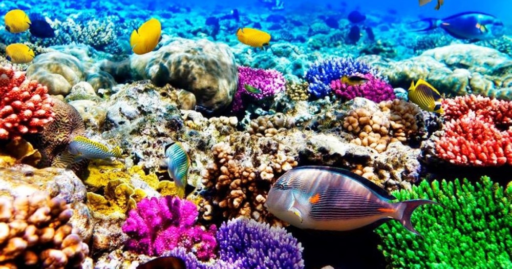 Blue Lagoon, Starfish Tour, The Rock, Paje Beach, Jozani | ®ExcursionMania