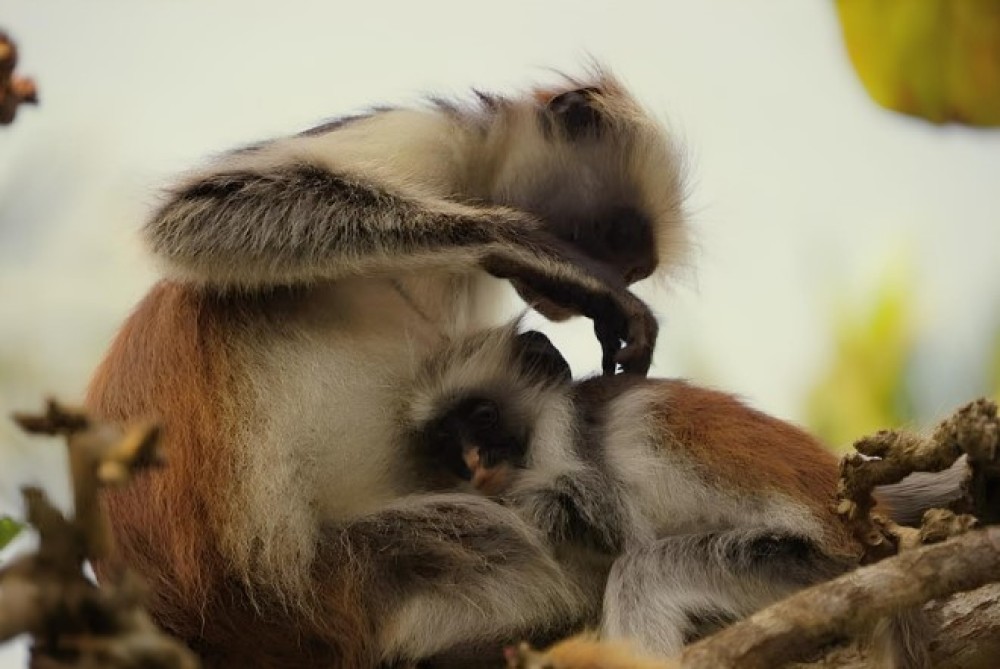 Zanzibar: Jozani Forest, Kuza Cave & Blue Lagoon | ®ExcursionMania