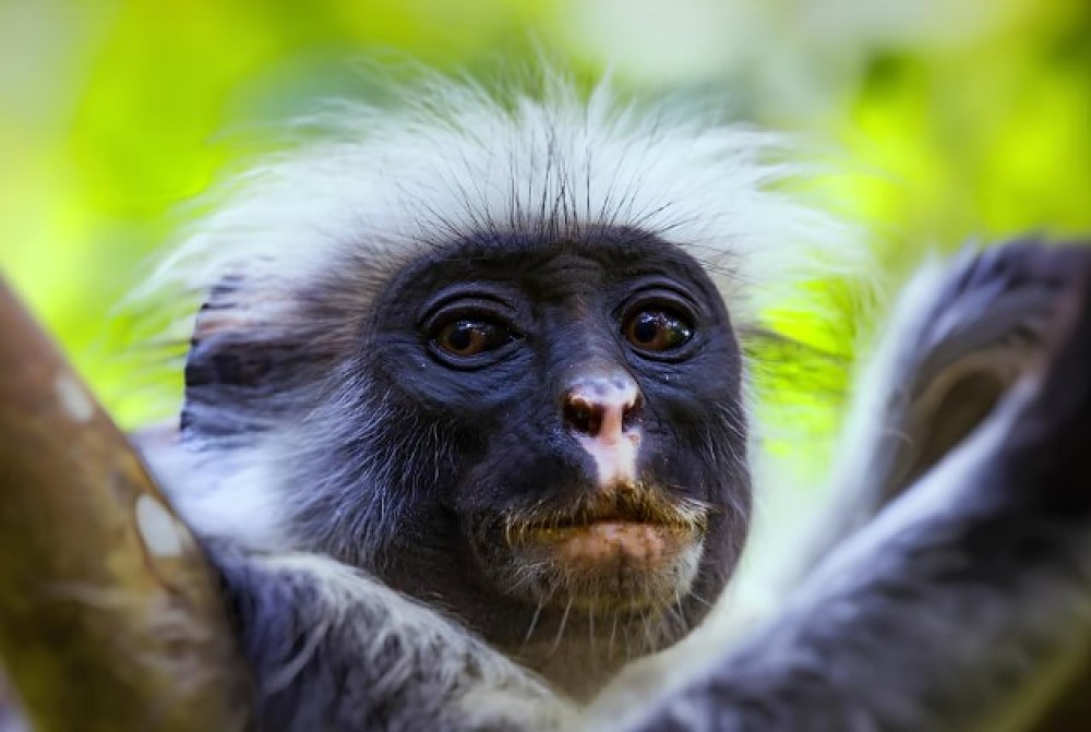 Zanzibar: Jozani Forest, Kuza Cave & Blue Lagoon | ®ExcursionMania
