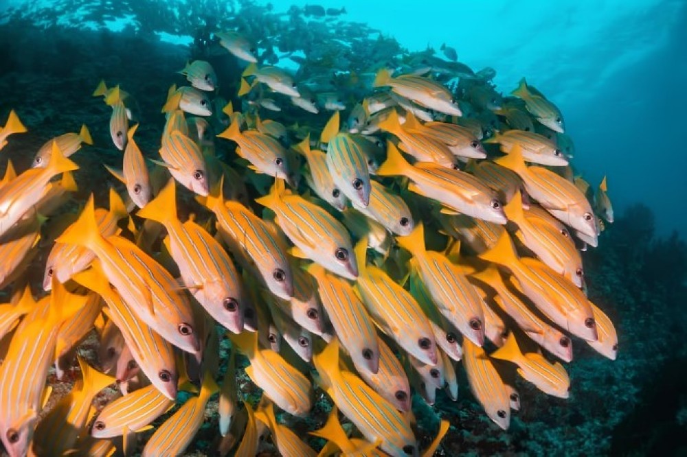Zanzibar: Kuza Cave, Blue Lagoon, Starfish Tour | ®ExcursionMania