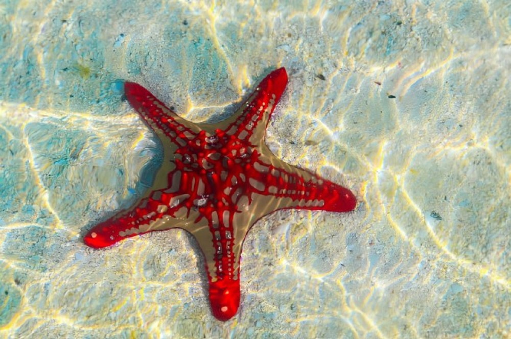 Zanzibar: Kuza Cave, Blue Lagoon, Starfish Tour | ®ExcursionMania