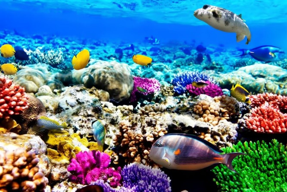 Jozani Forest, Blue Lagoon, Starfish, The Rock, Paje Beach | ®ExcursionMania
