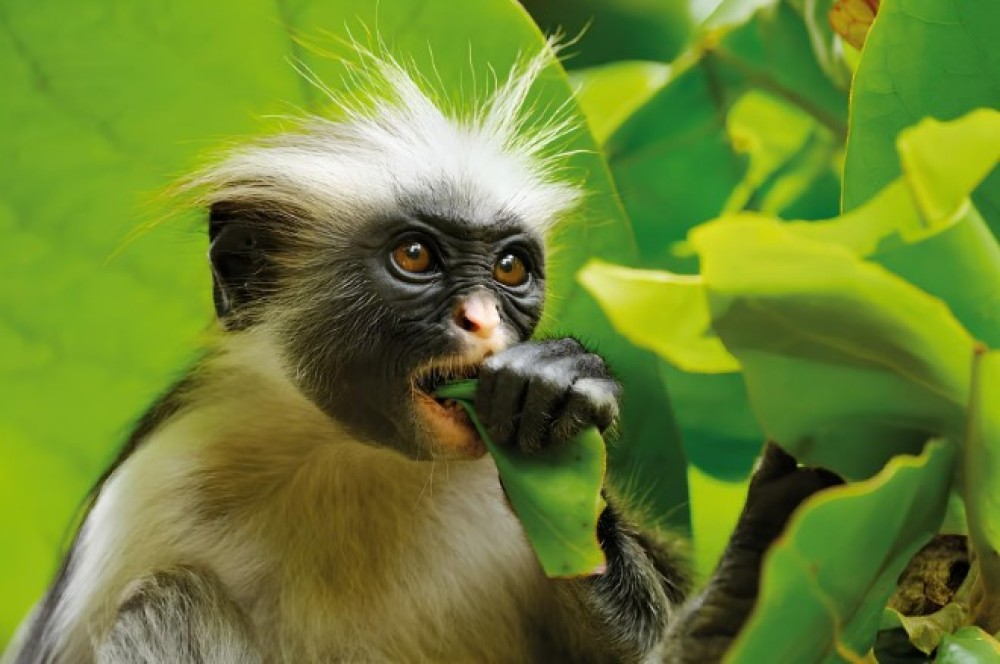 Jozani Forest, Blue Lagoon, Starfish, The Rock, Paje Beach | ®ExcursionMania