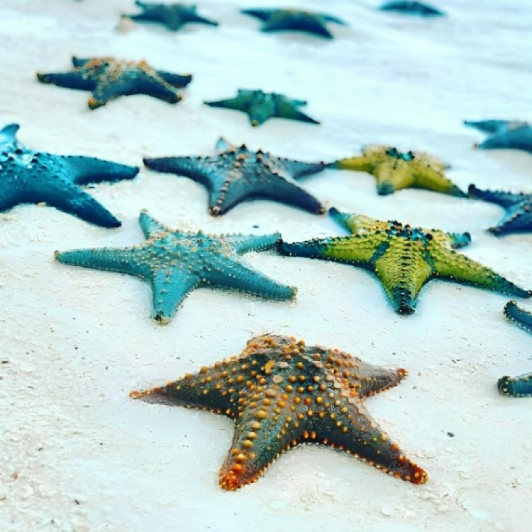 Jozani Forest, Blue Lagoon, Starfish, The Rock, Paje Beach | ®ExcursionMania