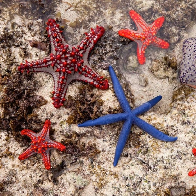 Kuza Cave, Starfish Tour, Blue Lagoon, The Rock, Paje Beach | ®ExcursionMania