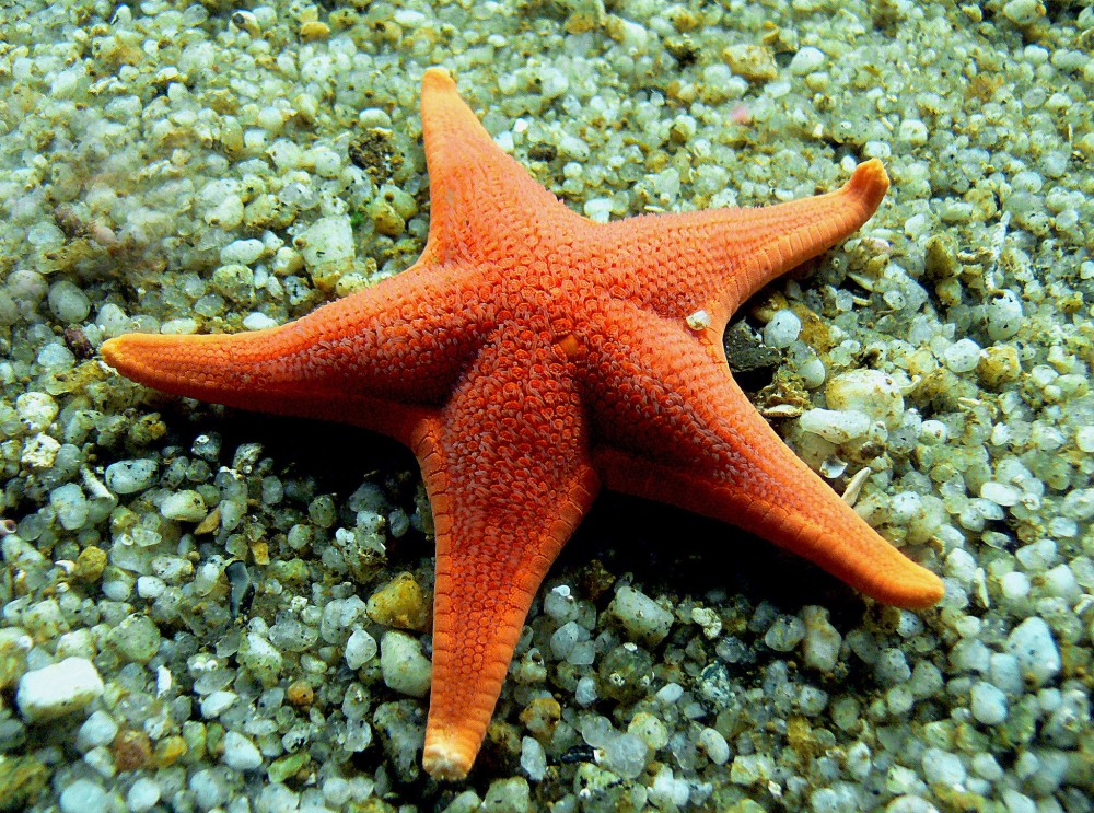 Kuza Cave, Starfish Tour, Blue Lagoon, The Rock, Paje Beach | ®ExcursionMania