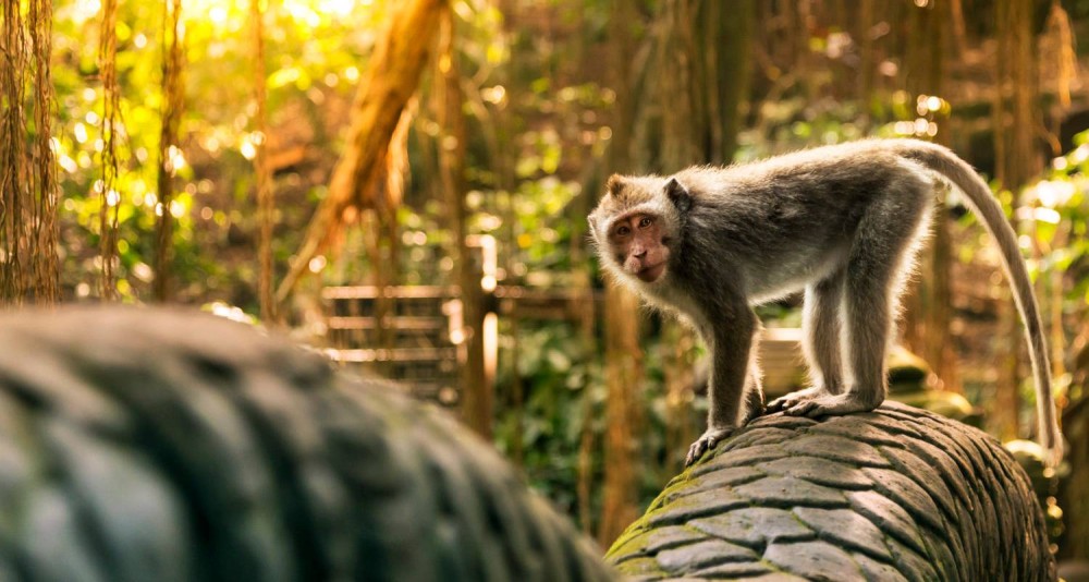 Discover Ubud: 2 Days Ubud Private Tour | ®ExcursionMania