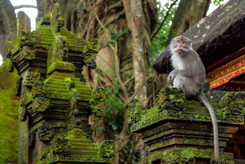 Discover Ubud: 2 Days Ubud Private Tour | ®ExcursionMania