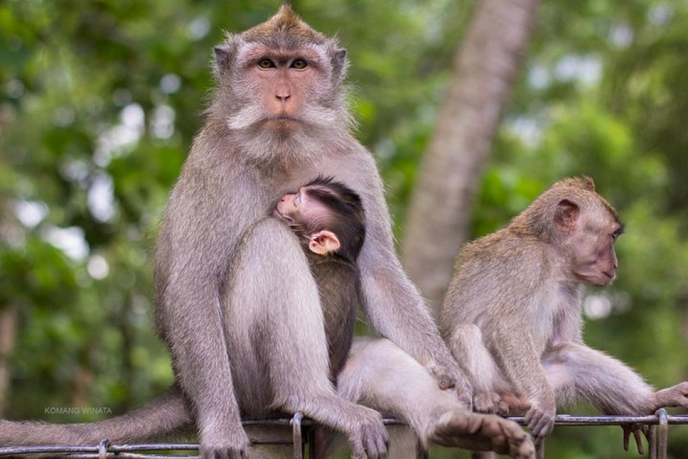 Private Full-Day Tour: Balinese Temples and Rice Terraces | ®ExcursionMania