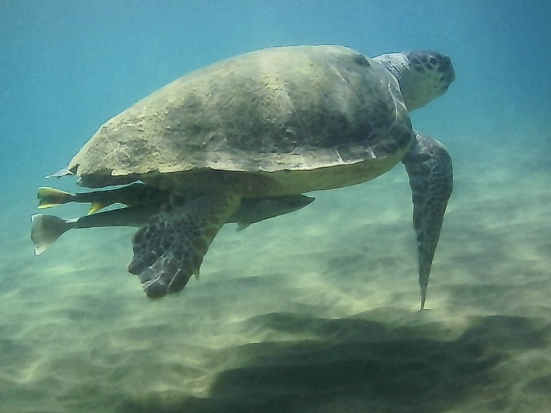 Marmaris Turtle Beach Tour With Mud Baths & River Cruise | ®ExcursionMania