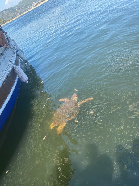 Marmaris Turtle Beach Tour With Mud Baths & River Cruise | ®ExcursionMania