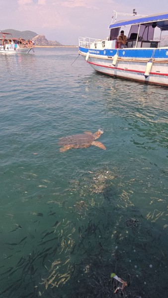 Marmaris Turtle Beach Tour With Mud Baths & River Cruise | ®ExcursionMania