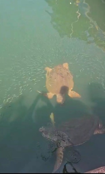 Marmaris Turtle Beach Tour With Mud Baths & River Cruise | ®ExcursionMania