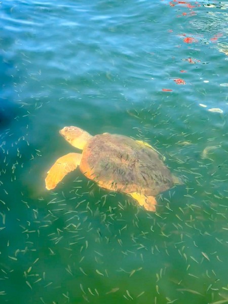 Marmaris Turtle Beach Tour With Mud Baths & River Cruise | ®ExcursionMania