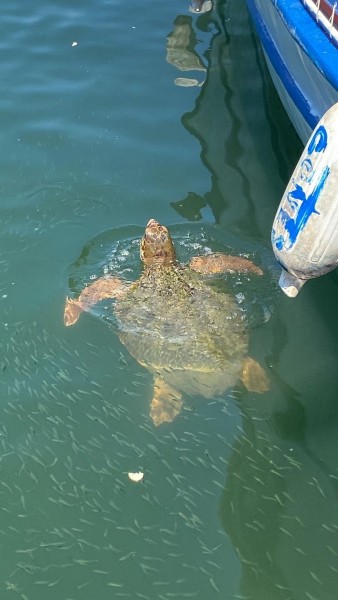 Marmaris Turtle Beach Tour With Mud Baths & River Cruise | ®ExcursionMania