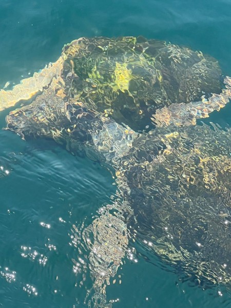 Marmaris Turtle Beach Tour With Mud Baths & River Cruise | ®ExcursionMania