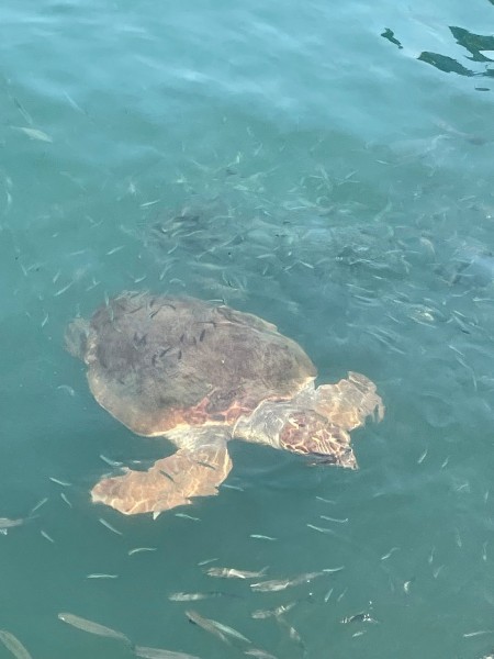 Marmaris Turtle Beach Tour With Mud Baths & River Cruise | ®ExcursionMania