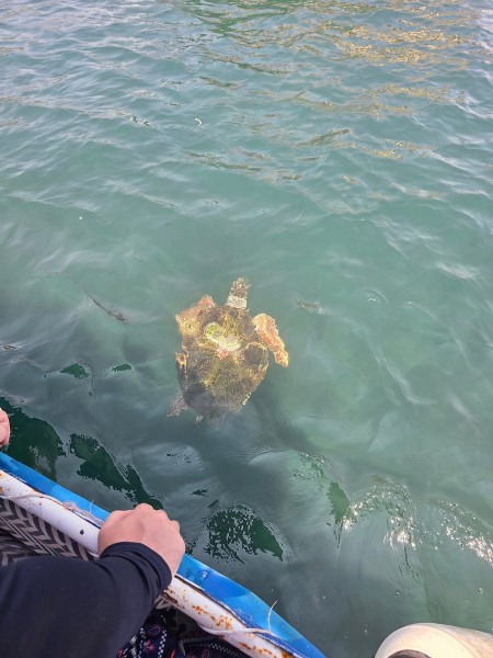 Marmaris Turtle Beach Tour With Mud Baths & River Cruise | ®ExcursionMania