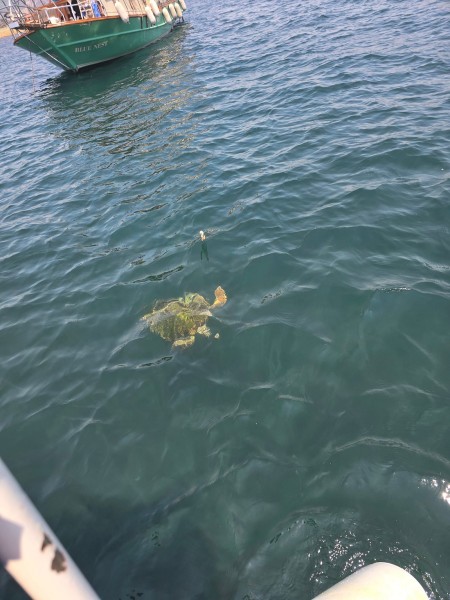 Marmaris Turtle Beach Tour With Mud Baths & River Cruise | ®ExcursionMania