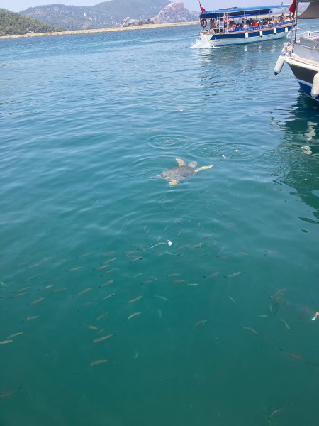 Marmaris Turtle Beach Tour With Mud Baths & River Cruise | ®ExcursionMania