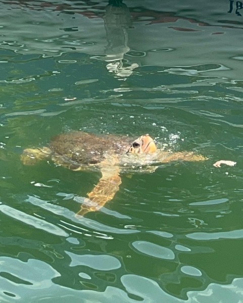 Marmaris Turtle Beach Tour With Mud Baths & River Cruise | ®ExcursionMania