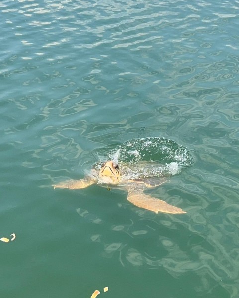 Marmaris Turtle Beach Tour With Mud Baths & River Cruise | ®ExcursionMania