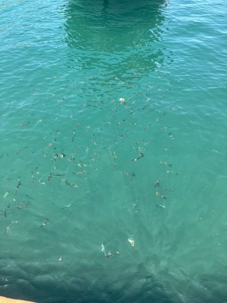 Marmaris Turtle Beach Tour With Mud Baths & River Cruise | ®ExcursionMania