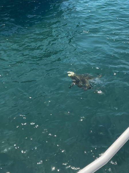 Marmaris Turtle Beach Tour With Mud Baths & River Cruise | ®ExcursionMania