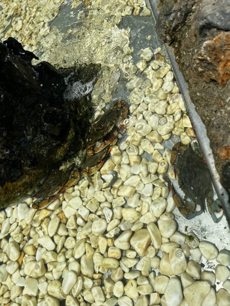 Marmaris Turtle Beach Tour With Mud Baths & River Cruise | ®ExcursionMania
