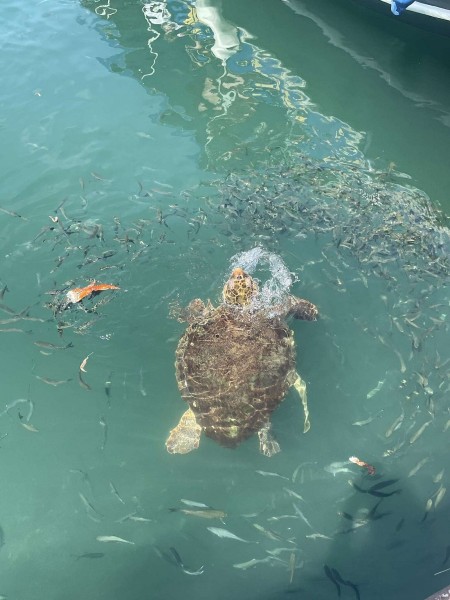 Marmaris Turtle Beach Tour With Mud Baths & River Cruise | ®ExcursionMania