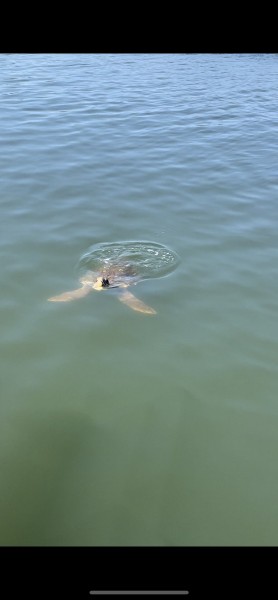 Marmaris Turtle Beach Tour With Mud Baths & River Cruise | ®ExcursionMania