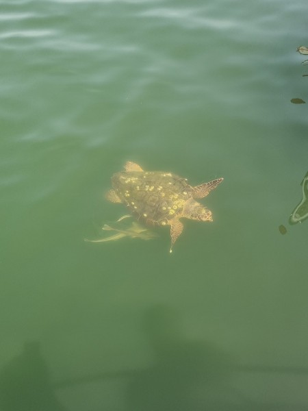 Marmaris Turtle Beach Tour With Mud Baths & River Cruise | ®ExcursionMania
