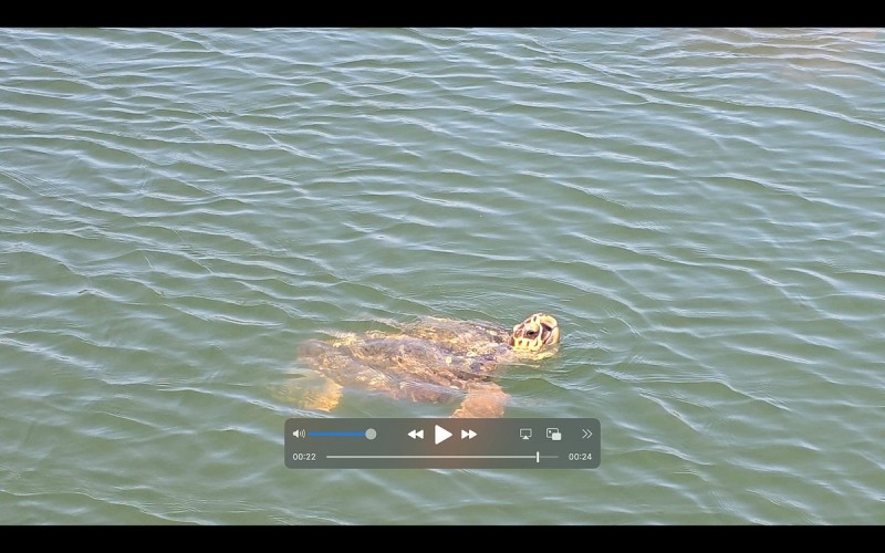 Marmaris Turtle Beach Tour With Mud Baths & River Cruise | ®ExcursionMania