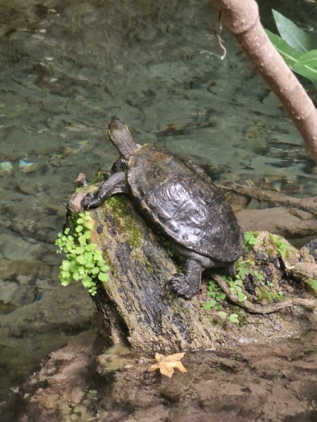 Icmeler: Icmeler Village Tour w/ Waterfalls & Jesus Beach: Nature’s Paradise | ®ExcursionMania